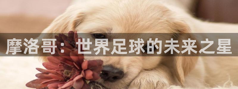 世界杯预选赛规则：摩洛哥：世界足球的未来之星